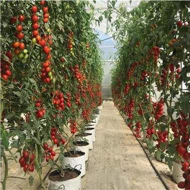 ग्रीनहाउस ग्राउंड कवर वीड बैरियर